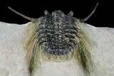 Spiny Leonaspsis Trilobite - Excellent Detail #89298-2